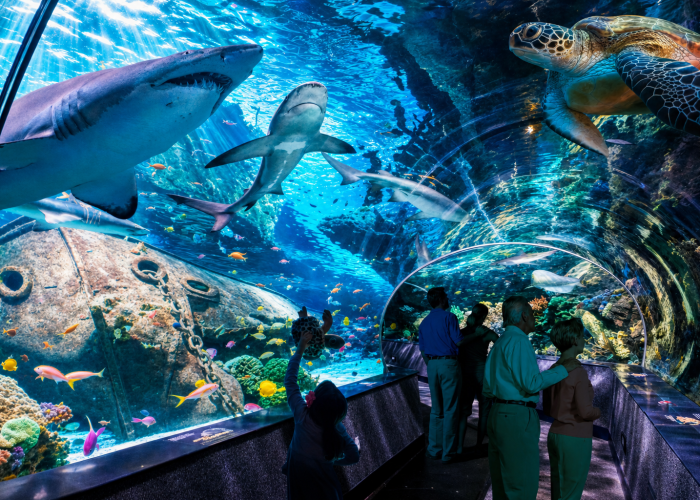 ripleys-aquarium-tunnel-deep-blue