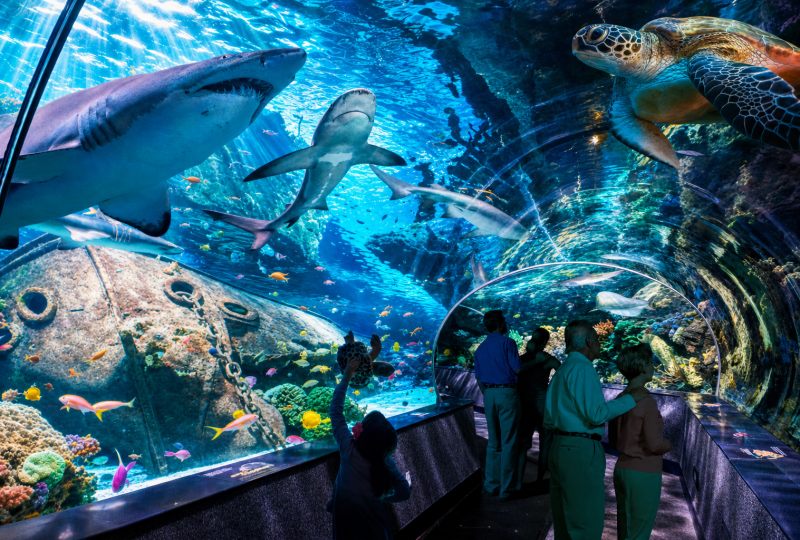 ripleys-aquarium-tunnel-deep-blue